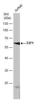 E2F-1 Antibody (16G7) - Azide and BSA Free