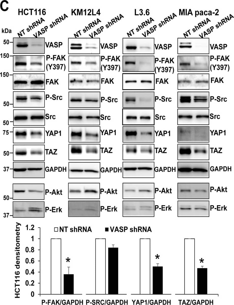 TAZ/WWTR1 Antibody - BSA Free