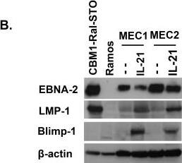BLIMP1/PRDM1 Antibody (3H2-E8) - BSA Free