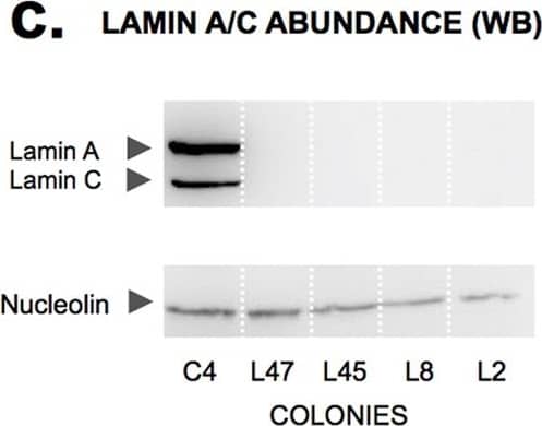 Nucleolin Antibody