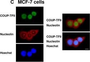 Nucleolin Antibody - BSA Free