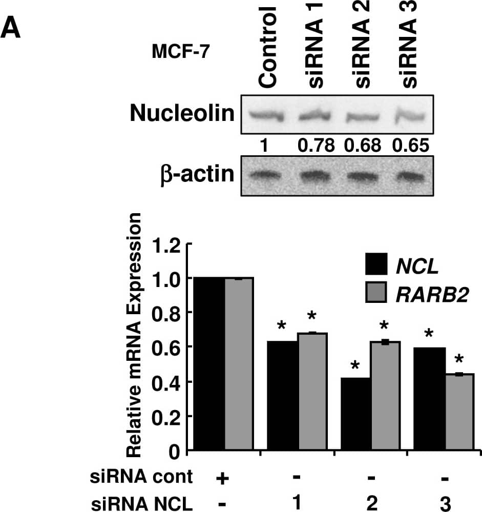 Nucleolin Antibody - BSA Free
