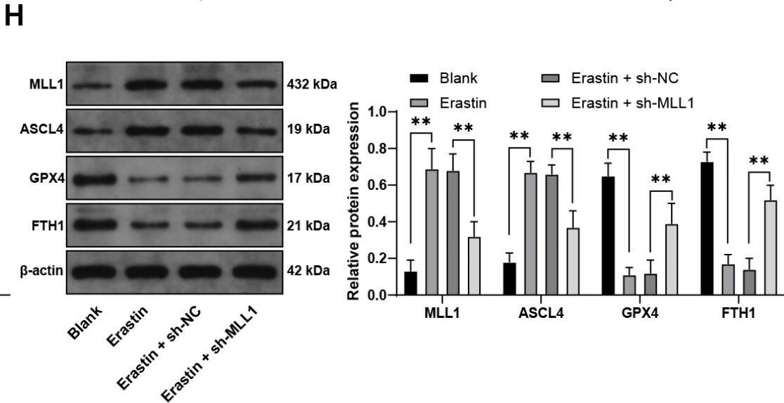 KMT2A/MLL Antibody - BSA Free