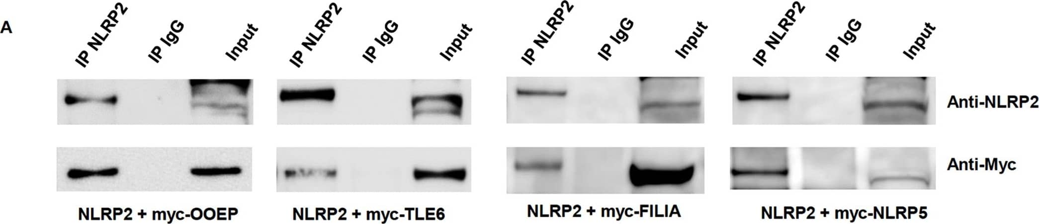 c-Myc Antibody (9E10) - BSA Free