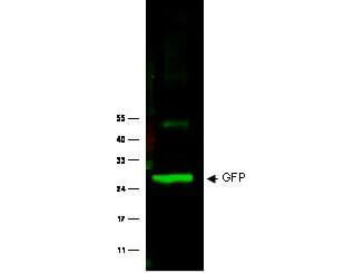 GFP Antibody