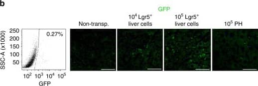 GFP Antibody