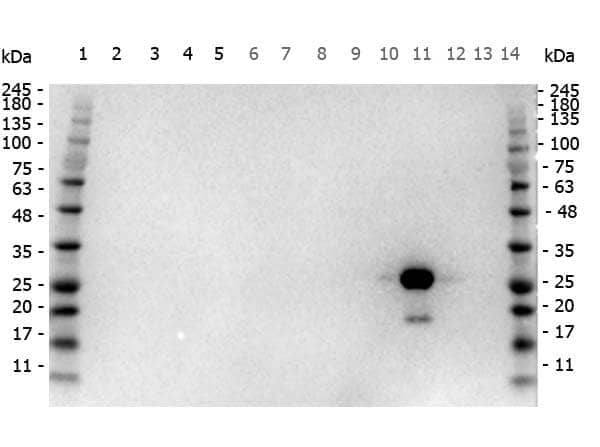 Use of HRP Conjugated GFP Antibody in Western Blot