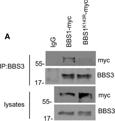 c-Myc Antibody - BSA Free
