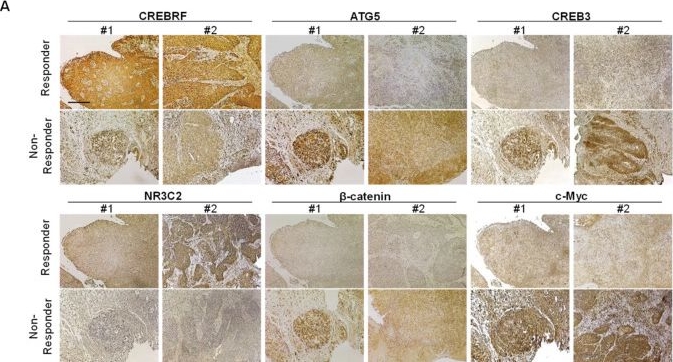c-Myc Antibody - BSA Free