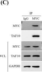 c-Myc Antibody - BSA Free