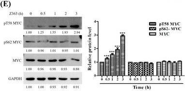 c-Myc Antibody - BSA Free