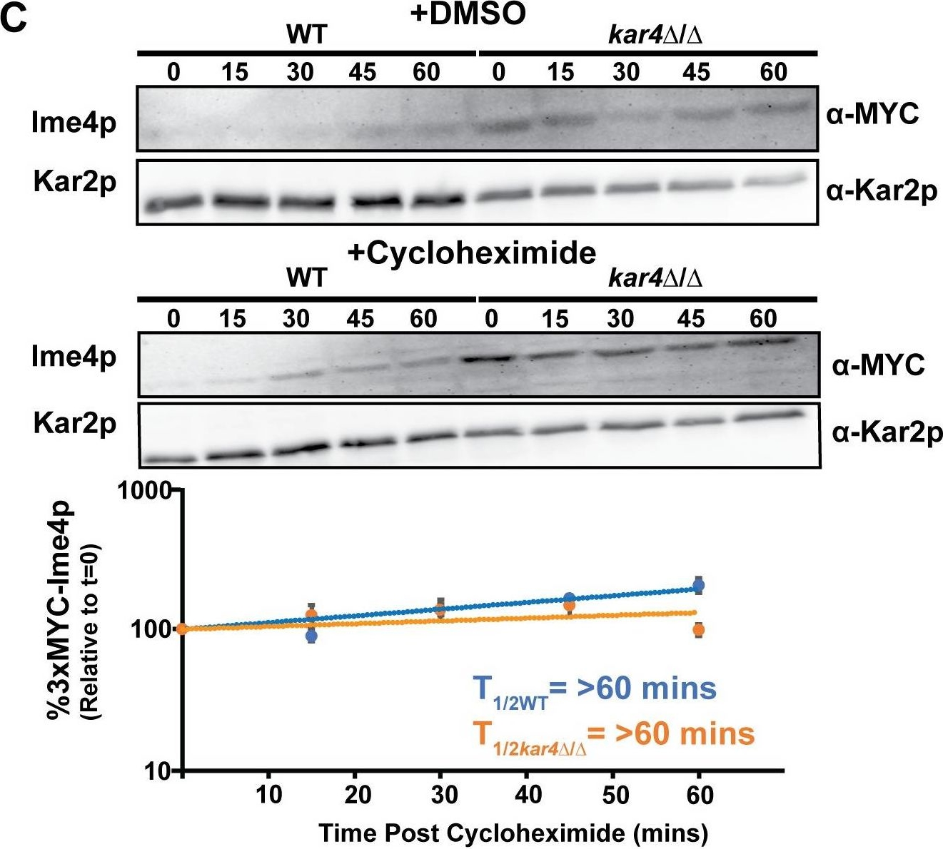 c-Myc Antibody - BSA Free