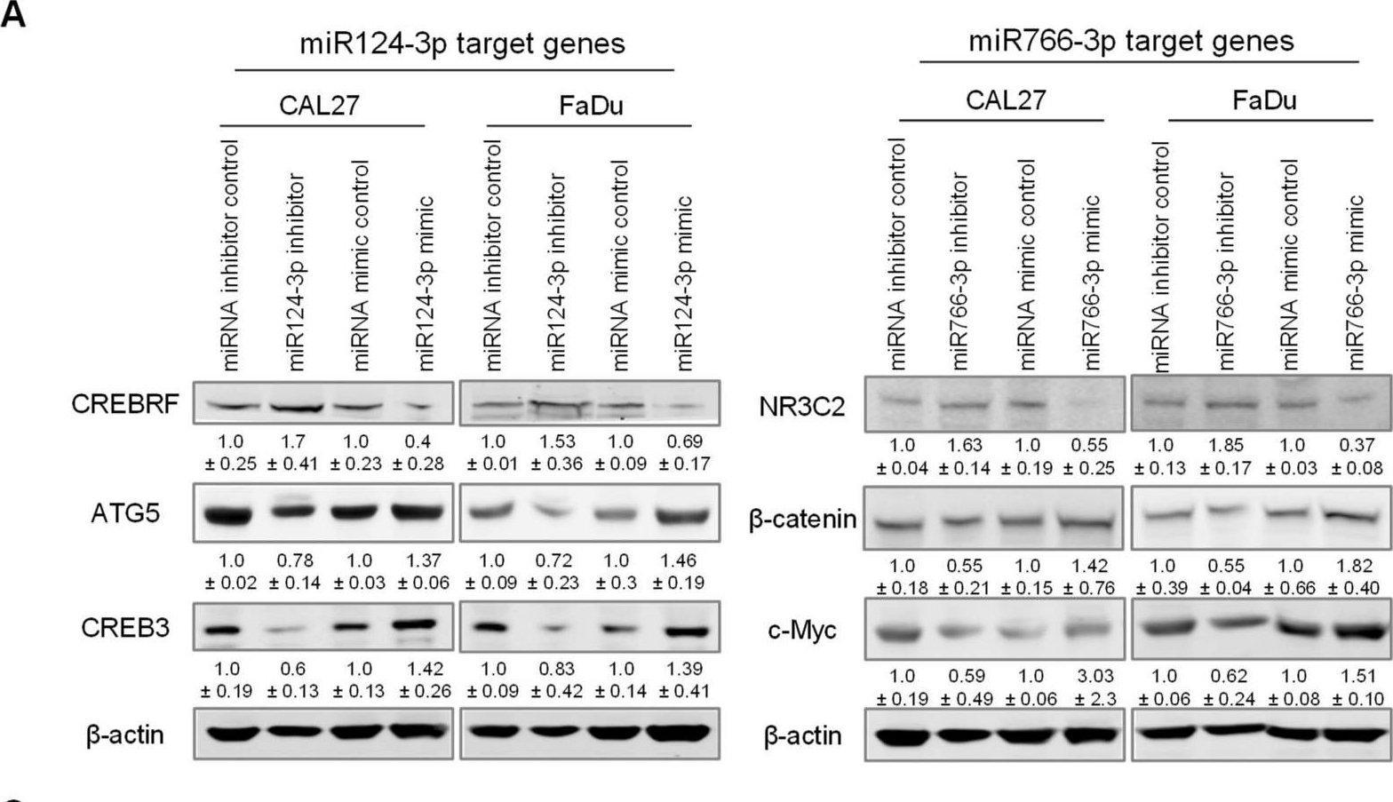 c-Myc Antibody - BSA Free