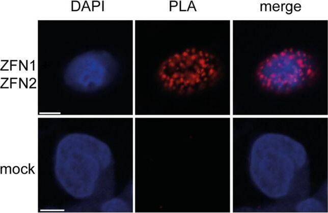 DYKDDDDK Epitope Tag Antibody - BSA Free