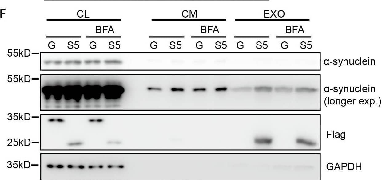 DYKDDDDK Epitope Tag Antibody - BSA Free