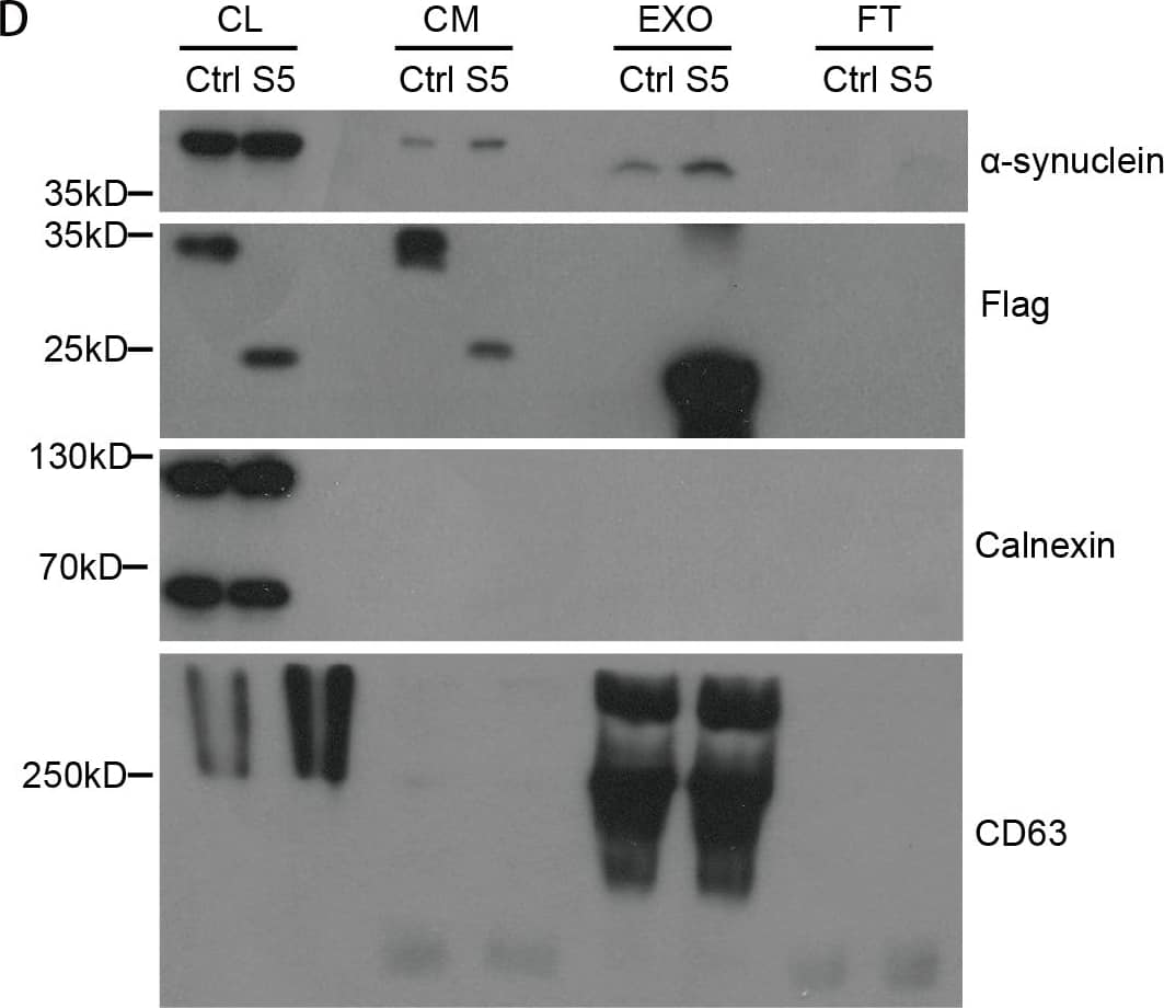 DYKDDDDK Epitope Tag Antibody - BSA Free