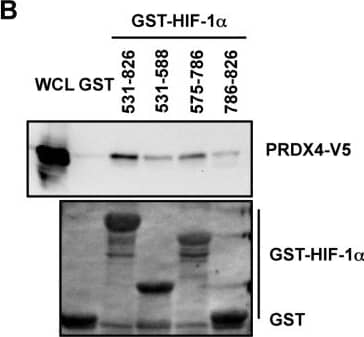 V5 Epitope Tag Antibody - BSA Free