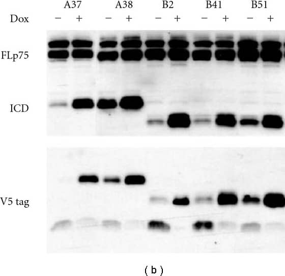 V5 Epitope Tag Antibody - BSA Free