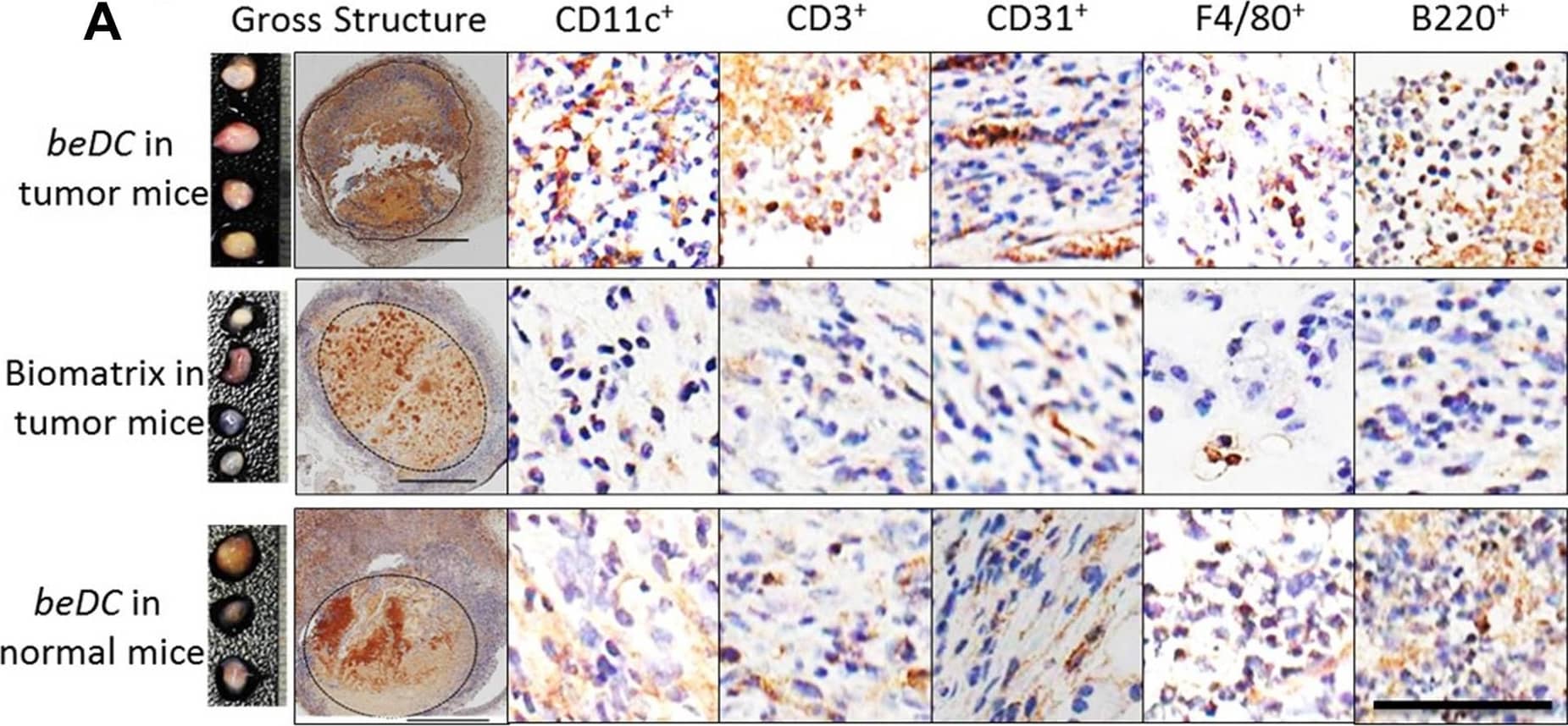 F4/80 Antibody (Cl:A3-1)