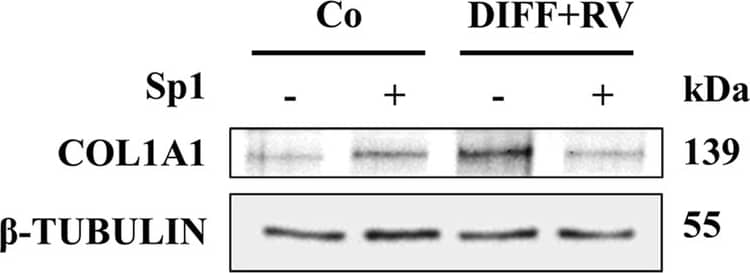 Collagen I Antibody