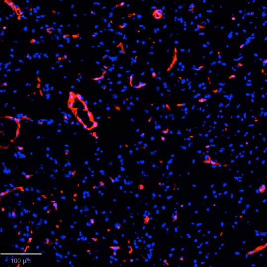 Collagen I Antibody [Allophycocyanin]