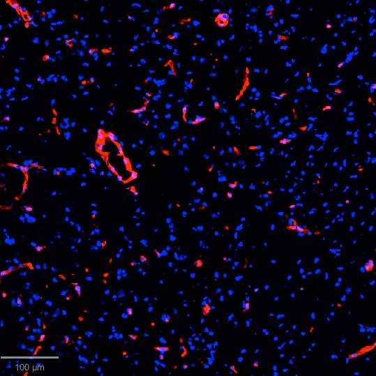 Collagen I Antibody [DyLight 488]