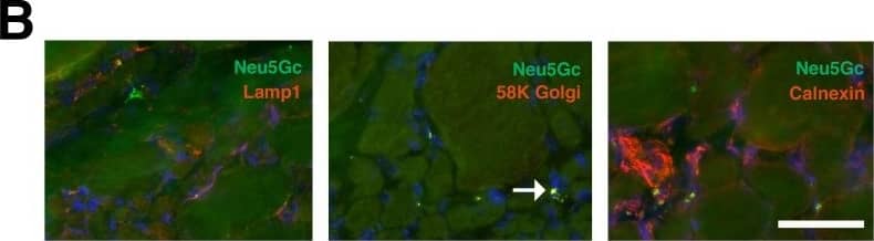 58K Golgi Protein Antibody (58K-9)