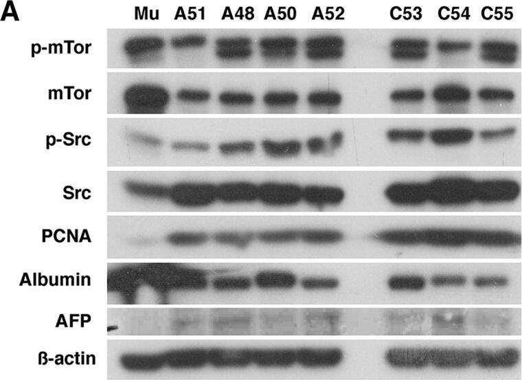 Albumin Antibody - BSA Free