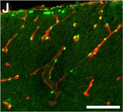ZIC1 Antibody - BSA Free