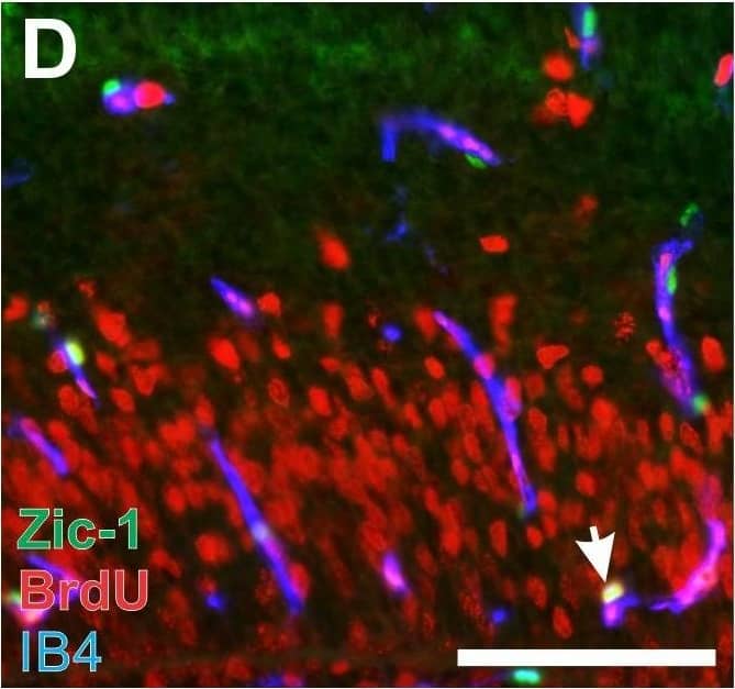 ZIC1 Antibody - BSA Free