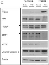 beta-Actin Antibody (AC-15)