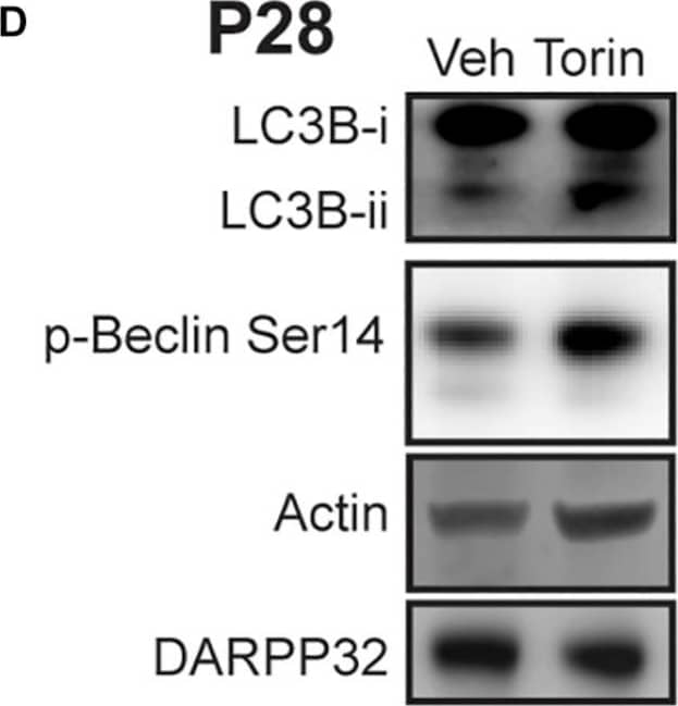 beta-Actin Antibody (AC-15)