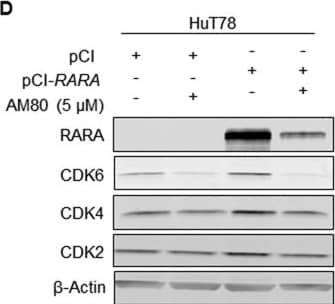 beta-Actin Antibody (AC-15)