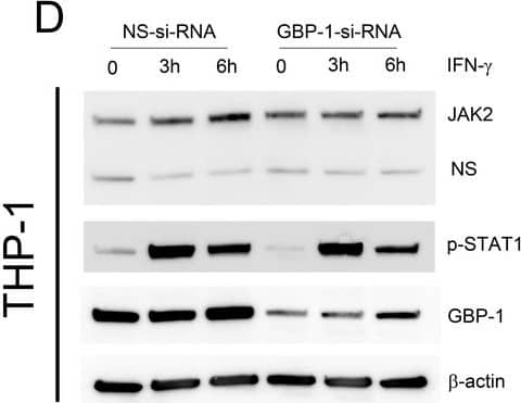 beta-Actin Antibody (AC-15)