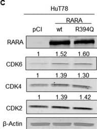 beta-Actin Antibody (AC-15)