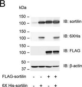 beta-Actin Antibody (AC-15)
