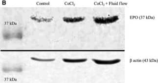 beta-Actin Antibody (AC-15)