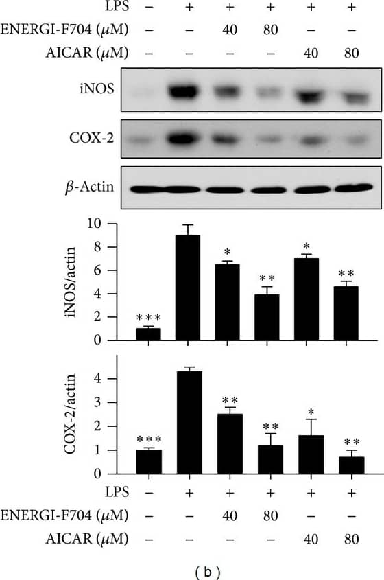 beta-Actin Antibody (AC-15)