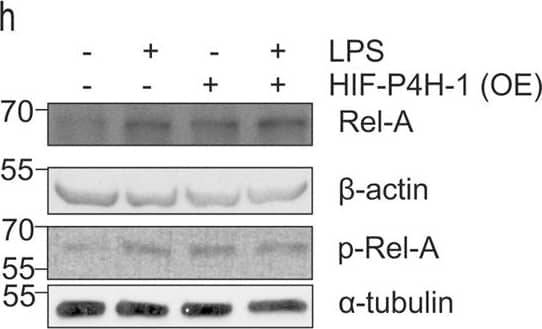 beta-Actin Antibody (AC-15)