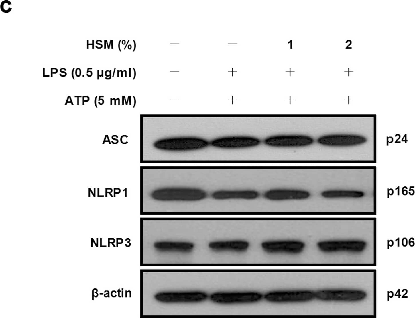 beta-Actin Antibody (AC-15)