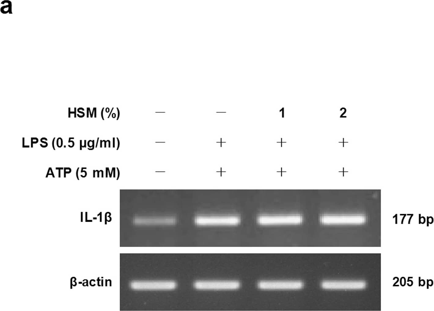 beta-Actin Antibody (AC-15)