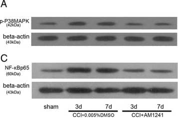 beta-Actin Antibody (AC-15)