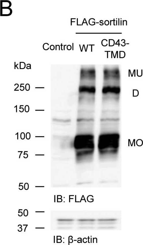 beta-Actin Antibody (AC-15)