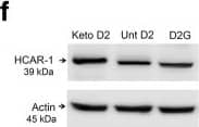 beta-Actin Antibody (AC-15)