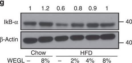 beta-Actin Antibody (AC-15)