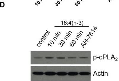 beta-Actin Antibody (AC-15)