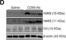 beta-Actin Antibody (AC-15)