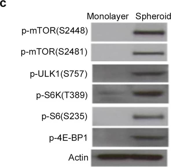 beta-Actin Antibody (AC-15)