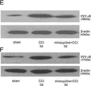 beta-Actin Antibody (AC-15)