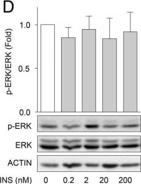 beta-Actin Antibody (AC-15)